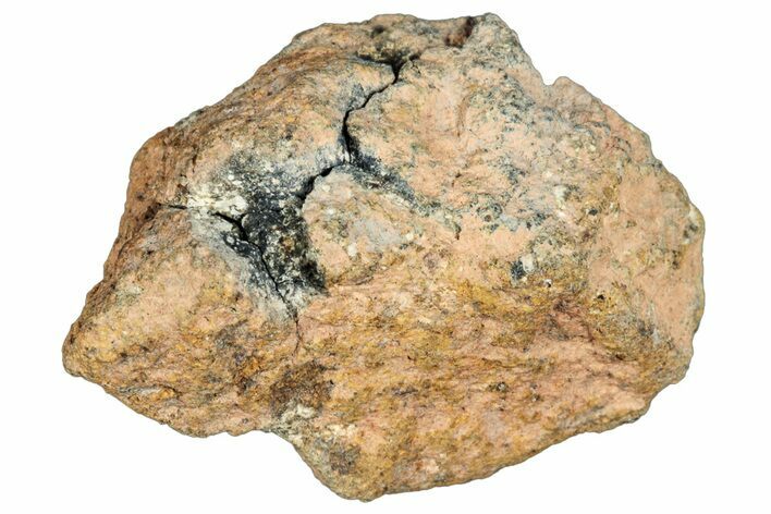 Howardite Meteorite (g) - Bechar #288536